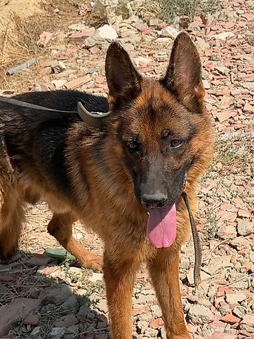 pekines it satisi: Alman çoban iti – erkək - Cins: Safqan Alman çoban iti - Rəng — 3