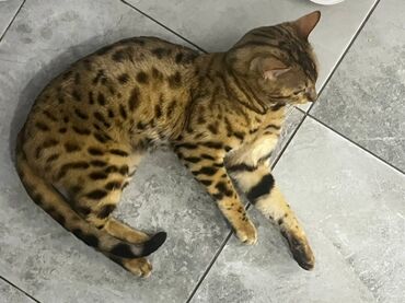 купит лошадь: Бенгальская, 1 год, Мальчик, Приучена к лотку, Проглистована