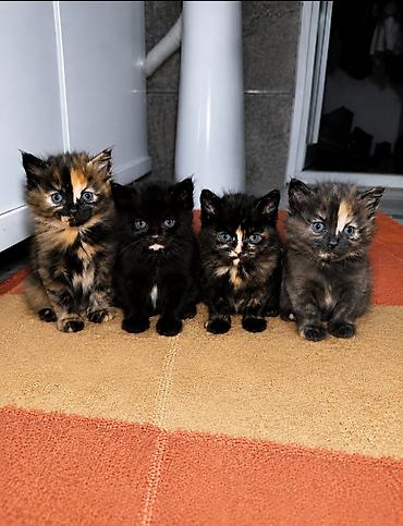 мяу мяу: В добрые и ответственные руки!! Котята трёхцветных и дымчатых окрасов — 1