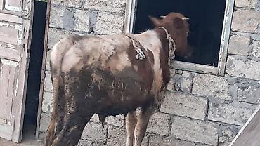 südlük inək cinsləri: 8 aylıq smental erkək dana satılır — 1