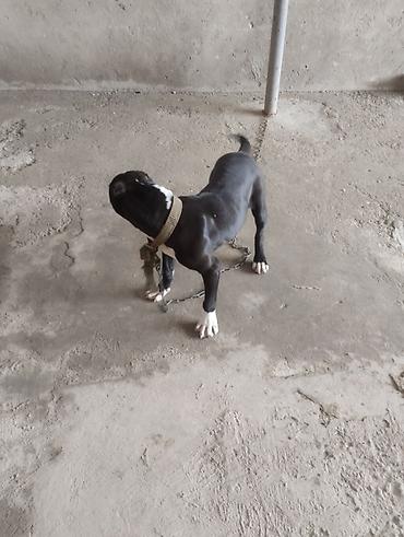 pitbull balaları: Pitbul, 2 ay, Erkək, Peyvəndli, Ünvandan götürmə — 3