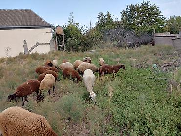 it satisi baki: Dişi, Qala, il: 1, 50 kq, Damazlıq — 10