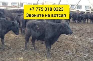 Коровы, быки: Продаю | Корова (самка), Бык (самец), Тёлка | Ангус, Герефорд, Симментальская | Для молока, На забой, Для разведения | Племенные, Нетель, Привязанные