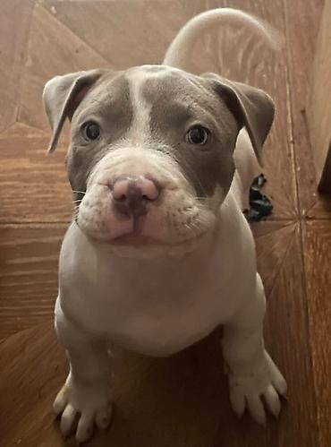 Psi: American bully štenci – vrhunski kvalitet Na prodaju tri prelepe ženke — 4