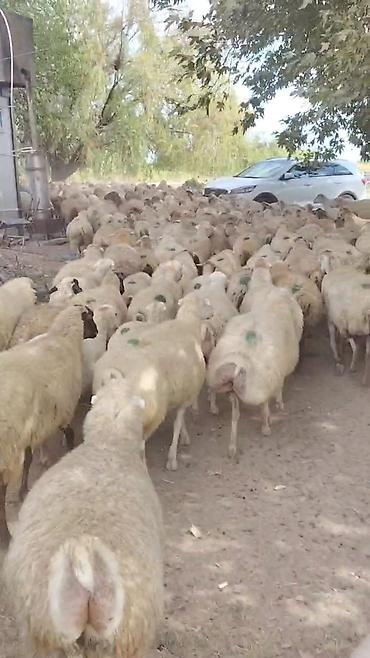 qara pisik satisi: Dişi, il: 1, Damazlıq, Pulsuz çatdırılma — 1
