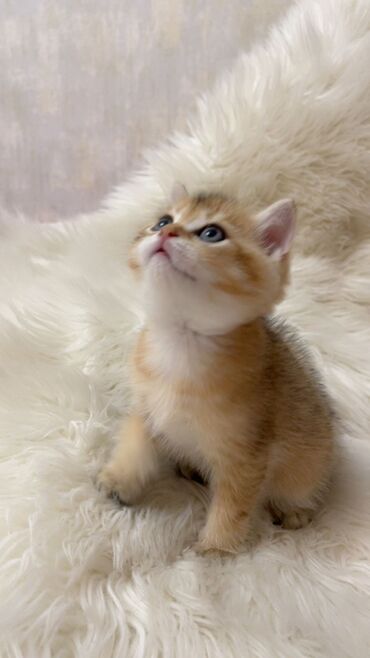 Pişiklər: Britaniya və Scottish və digər növlərin bala pişikləri var. Qiymətləri — 4