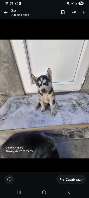 золотая шиншилла котенок: Хаски at lalafo.az золотая шиншилла котенок: Хаски