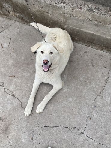 акустические системы somho колонка в виде собак: Продается лабрадор 8 месяцев привитый