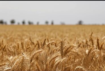 Зерновые культуры: Семена и саженцы