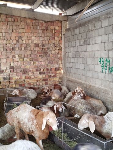 домики для хомяков: Продаю | Баран (самец) | Для разведения | Племенные