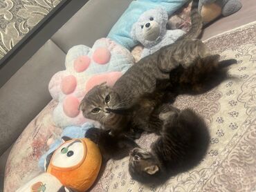 отдам даром вислоухого котенка: Скотиш Фолд (Шотландская вислоухая), 2 года, Девочка, Серый, С прививками, Приучена к лотку, Проглистована