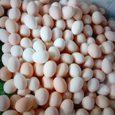 toyuq yumurta: Mayalı ağ sereblist yumurtası qiymət 30 qəpik çıxış faizi 80% dən