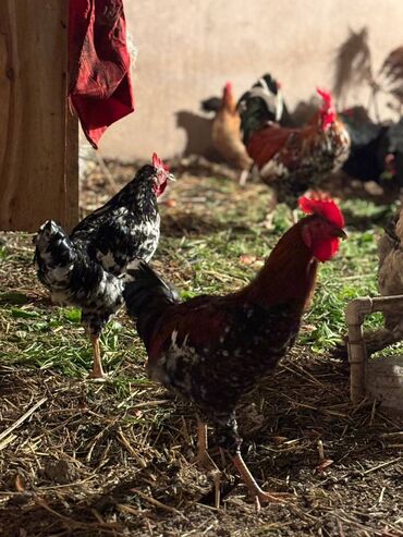 Digər quşlar: Avstralorp xoruzları 40 azn. Kend xoruzları 20 azn 6 aylig Satılır ya — 1
