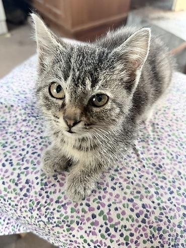 коротколапые коты цена: Отдаю котят в хорошие руки, котята очень хорошие и ласковые, к лотку — 1