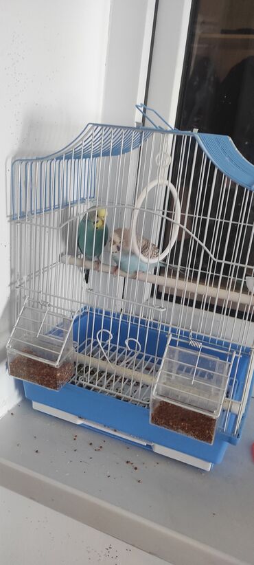 животные для дома: Продаю попугай с сеткой