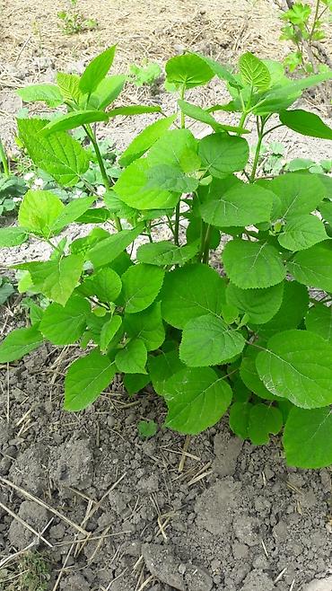 Гортензия: Гортензия БЕЛАЯ садовая. Крупные БЕЛЫЕ шары с футбольный мяч — 19