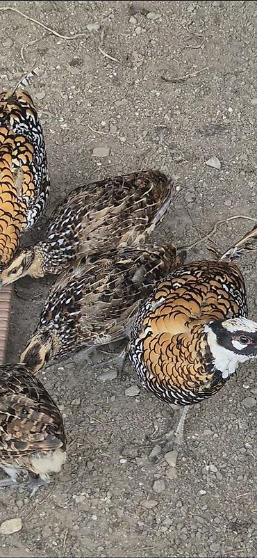 1 kq bugda qiymeti: Kral qorqovulu xaricden gelme damazligdi cox boyuk olur atasi birinci — 3