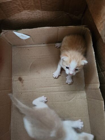 Pişiklər: Dişi, Erkək, Yaxşı əllərə, Ünvandan götürmə, Pulsuz çatdırılma — 5