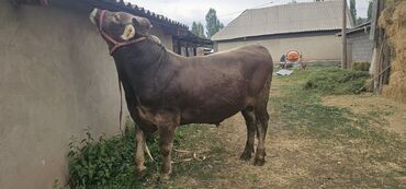 купить собаку вельш корги пемброк: Продаю | Корова (самка), Бык (самец), Тёлка | Швицкая | Для разведения | Племенные, Осеменитель