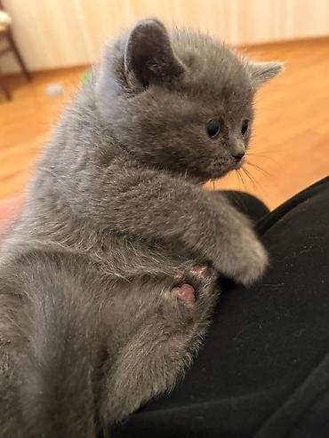 Pişiklər: Britan — 3