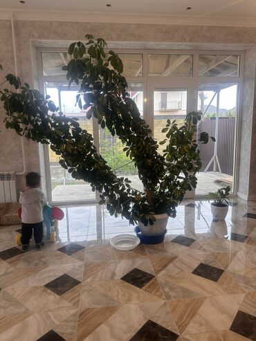 комнатный растения: Продаю фикус ооочень большой высокий, нахожусь в Бишкеке только
