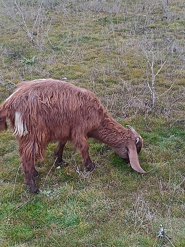 Keçilər, çəpişlər: Çəpiş keçi qoyun sürü və ya tək tək satram. Qiymet ferqlidirMəhsul — 18