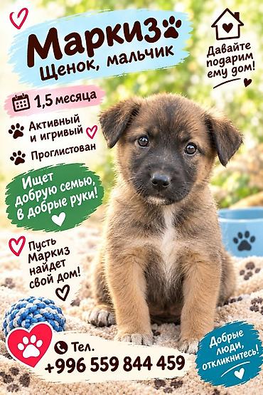 Вязка собак: Собака даром: Дворняжка, 2 месяца, Самец, С прививкой — 1