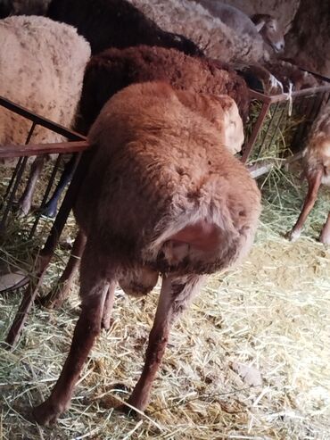 Бараны, овцы: Продаю | Овца (самка) | Для разведения | Матка — 9