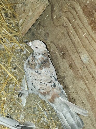 Göyərçinlər: Müxtəlif rənglərdə iki göyərçin təklif olunur. Biri gənc, qəhvəyi, boz — 1