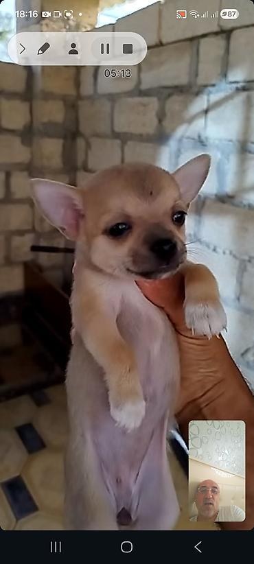 it səkilləri: Çixuahua — 5