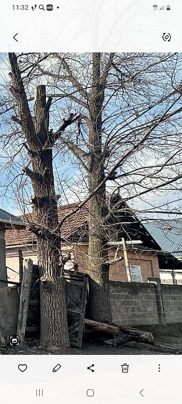 Бактарды кыюу, отундарды даярдоо: Продаю дерево дуба, обхват первой 1,90 второй 1,65 — 1