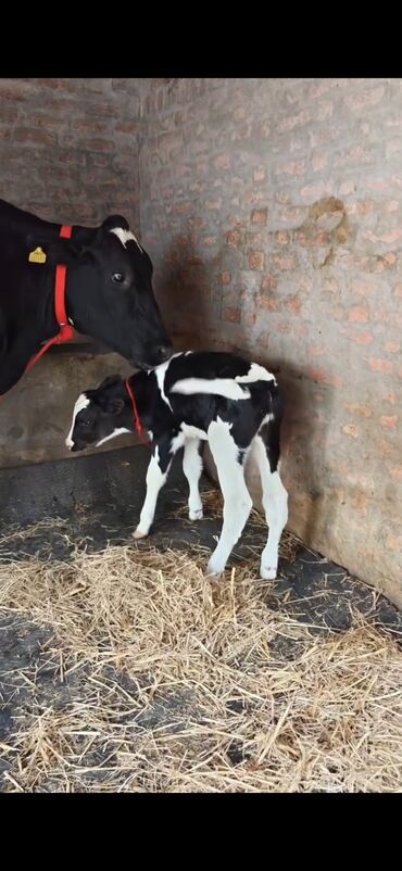 Inəklər, öküzlər: Holşteyn cinsli inək buzovla birlikdə - Qara-ağ rəngli, iri bədən — 7