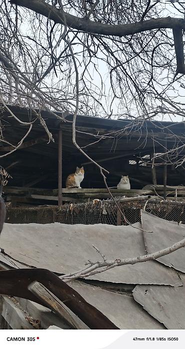 Отдам даром кошку: Кошка даром: Беспородная, Девочка at lalafo.kg — 7 Отдам даром кошку: Кошка даром: Беспородная, Девочка — 7