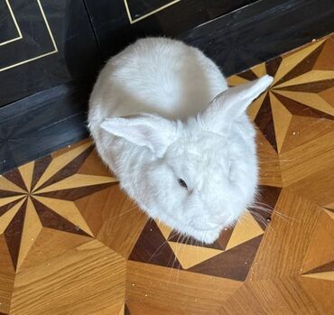 Akvarium aksessuar və ləvazimatları: Doşan satılmır hedıyye verılır 1 yaşı var yaxşı ellere verılır