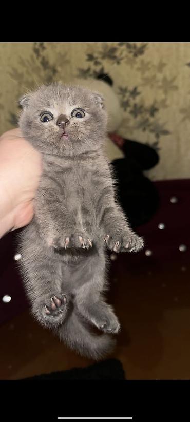 Pişiklər: Yaxşı əllərə — 17