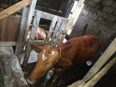 Gəmiricilər: 8 aylıq dişi danadı sümüylü heyvandı biraz,arıqdı baxa bilmirem ona