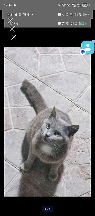parafin dermani: Dişi, Yaxşı əllərə, Ödənişli çatdırılma — 3