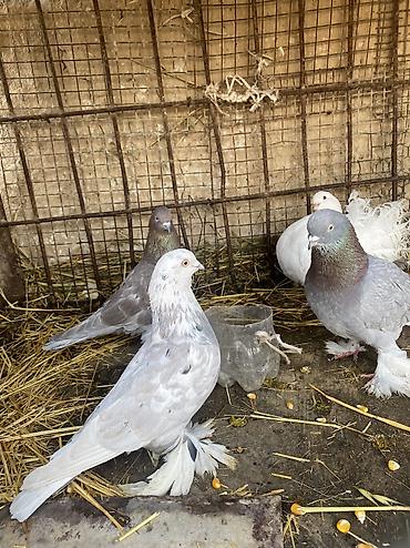 Другое мясо птицы: Домашние голуби декоративных пород. Особенности: - Пушистые оперённые — 10