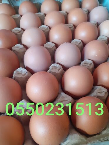 жеребец чистокровный: Продаю | Инкубационные яйца | Леггорн | Несушки