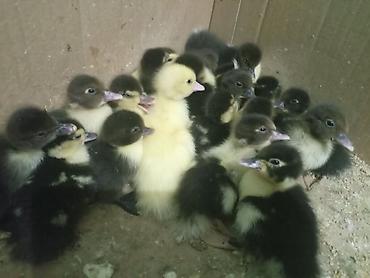 sevgi qusu: Muscovy ördək balaları (indoutka) – müxtəlif rənglərdə - Cins: Muscovy — 1