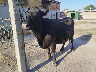 продам попугая: Продаю | Корова (самка) | Ангус — 2