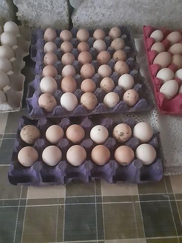 Toyuqlar: Toyuq, Damazlıq -da lalafo.az — 7 Toyuqlar: Toyuq, Damazlıq — 7