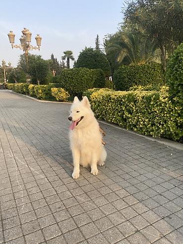 alman ovcarkasi satilir: Samoyed, 4 il, Dişi, Ünvandan götürmə — 3