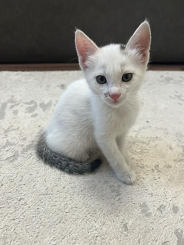 кошки сфинксы: Котята, домашние, разноокрашенные (белые с серо‑пятнистым хвостиком — 6