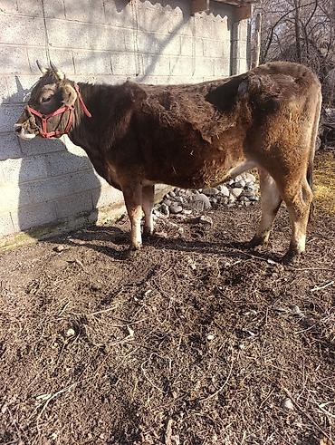 Коровы, быки: Продаю | Корова (самка) | Для молока | Привязанные — 1