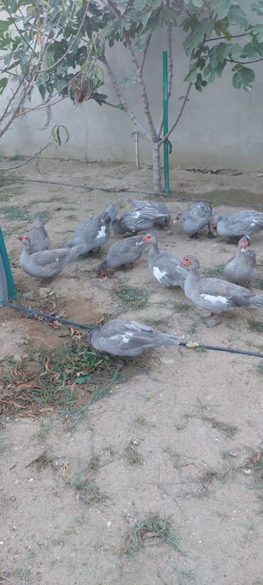 Digər quşlar: Muscovy (barbarı) ördəkləri – bala və yeniyetmə yaşda sürü - Rəng — 13