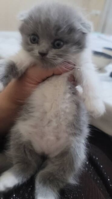 продаю шотландских котят: 🐾 Очаровательные британские котята ищут новый дом! 🐾 Продаются 4