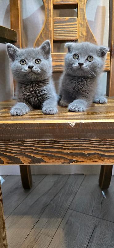 cane corso yavru: Britan — 1