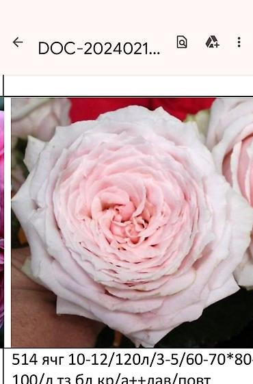 Садовые цветы и кустарники: Корни роз - Крупноцветковая чайно-гибридная роза с — 17