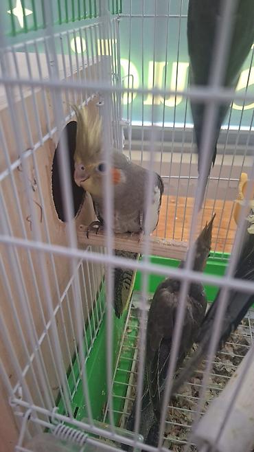 Tutuquşları: Nimfa (Cockatiel) papağanları – boz rəng çalarlarında, yanaqlarda — 2